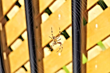 Cobweb arachnid animal
