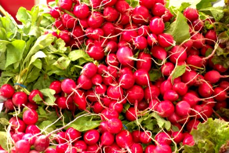 Harvested Fresh Radishes, Dane County Farmers Market Saturday on the Square, Madison, Wisconsin, June 2, 2018