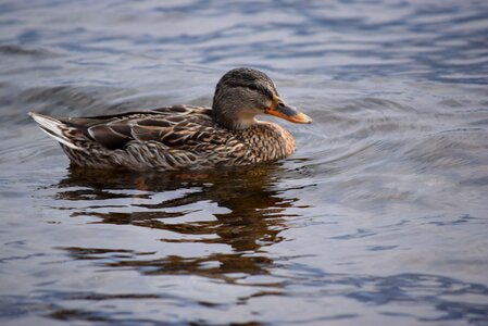 Como water bird photo