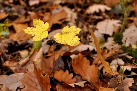 Baby Tree - Forest - Gif sur Yvette photo