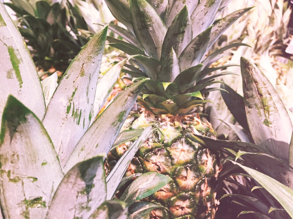 Pineapple 11