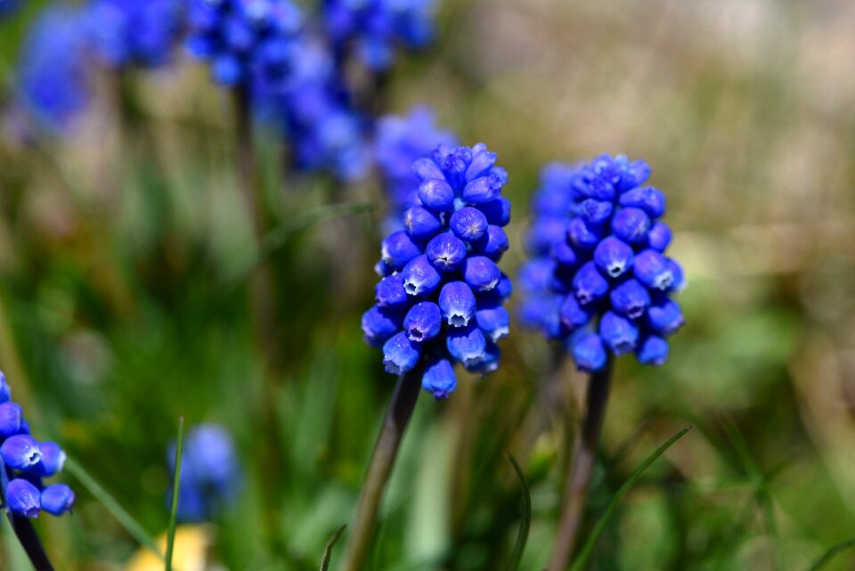 Early bloomer garden spring photo