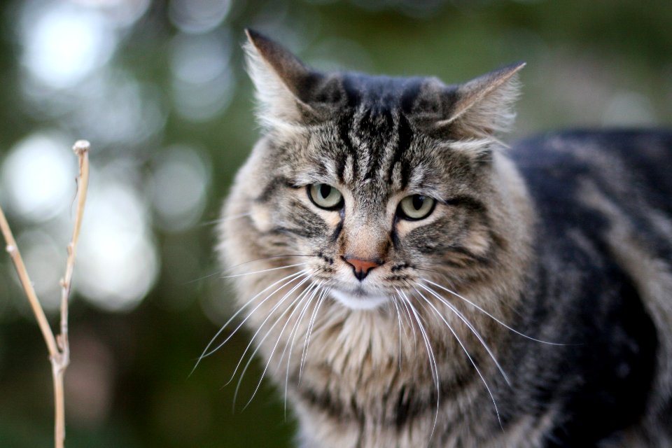 galahad