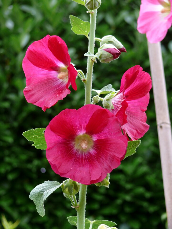 Nature garden bloom