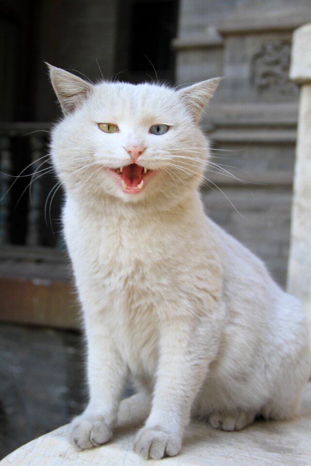 Scene cat road