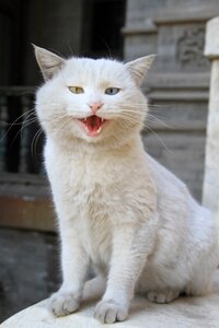 Scene cat road