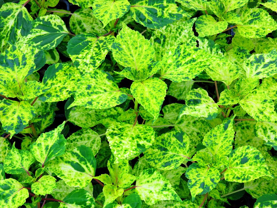 Leaves green sage