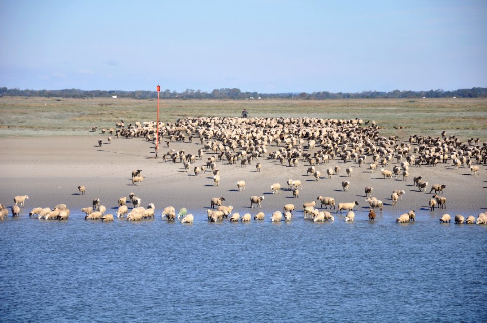 Sheep - Saint Valery sur Somme - Picardie