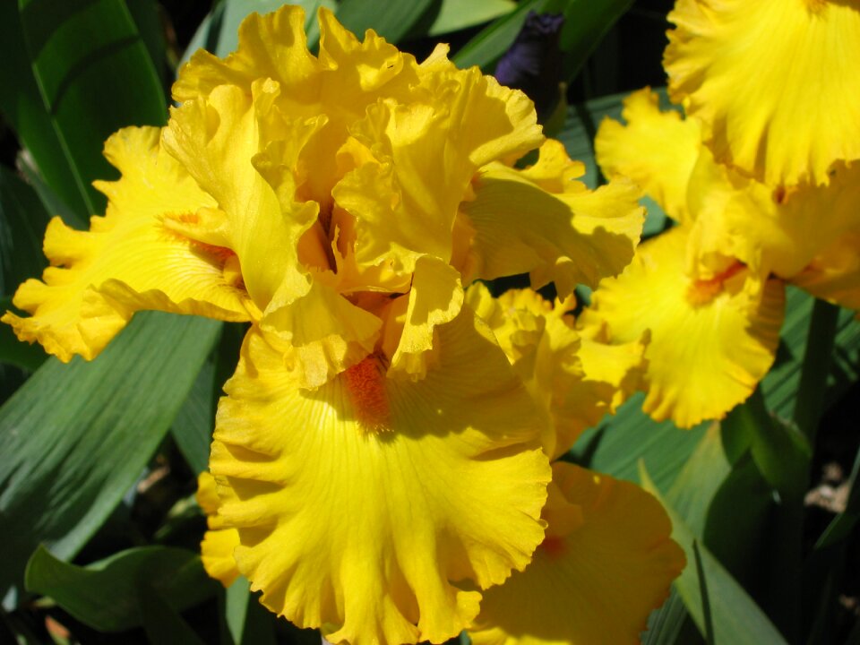 Yellow iris vuillerens spring