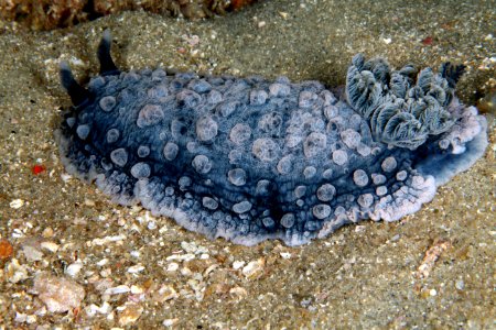 Warty Sea Slug