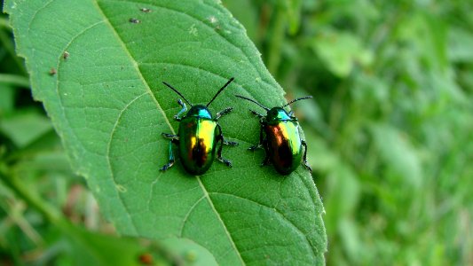 Dogbane beetle photo