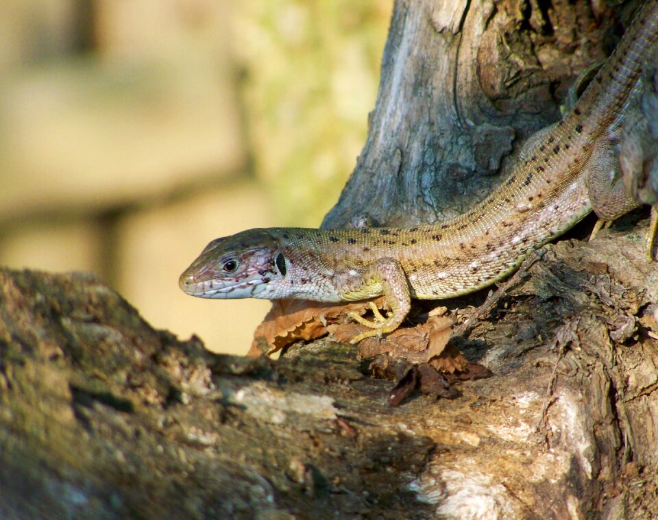 Lizard brown reptile
