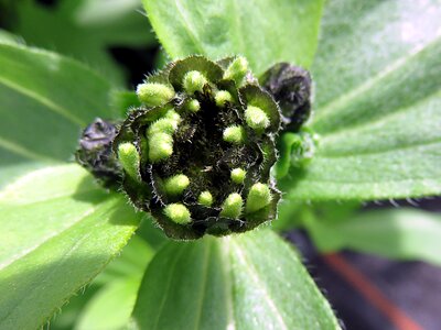 Bud green black