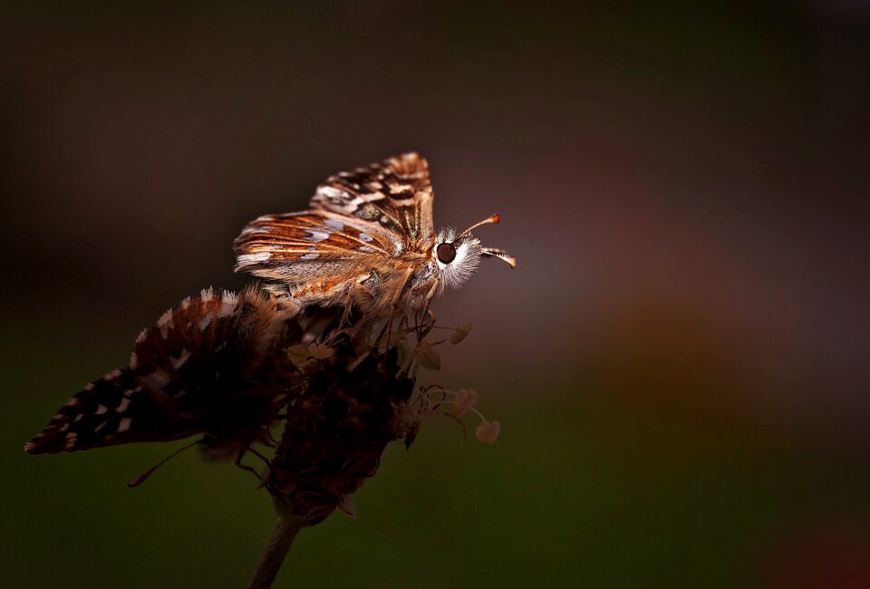 Pairing nature close up