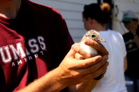 FWS Contractor UMass Student Holding Tern Chick