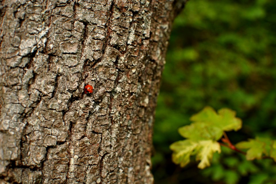 Lady Bug - Forest - Gif-sur-Yvette - France