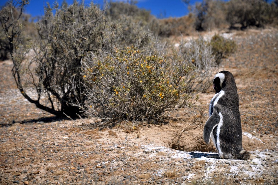 Magellan Penguins - Punta Tombo, Patagonia, Argentina