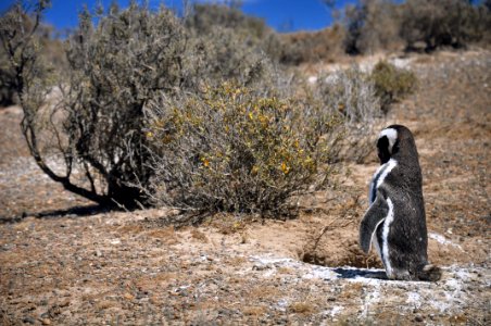 Magellan Penguins - Punta Tombo, Patagonia, Argentina photo