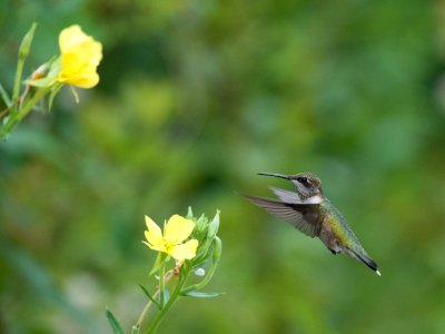 Ruby-throated Hummingbird photo