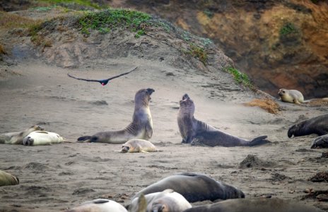 MBNMS elephant seals play fighting photo