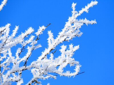 Sky blue frozen