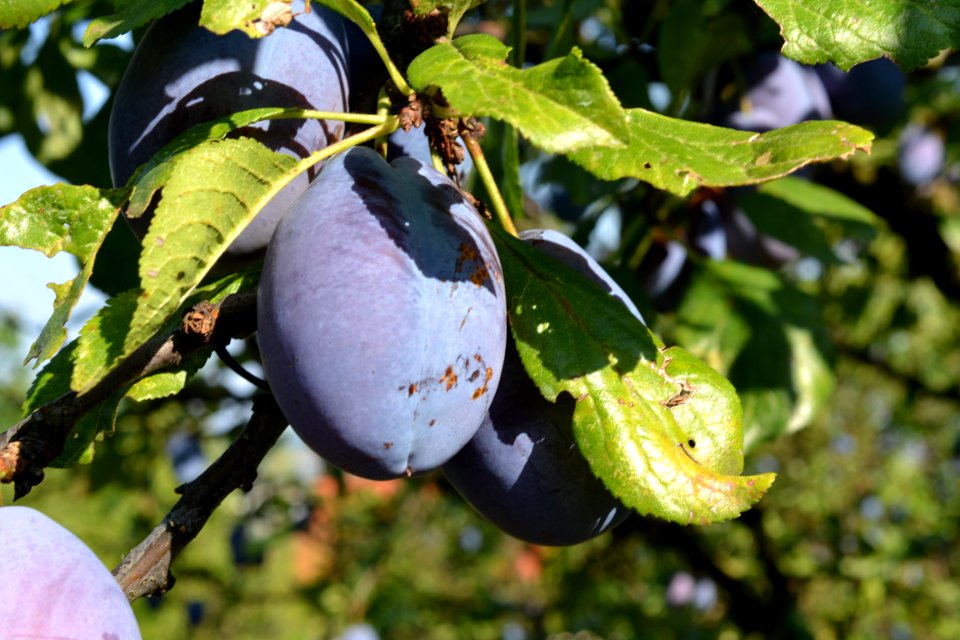 plums