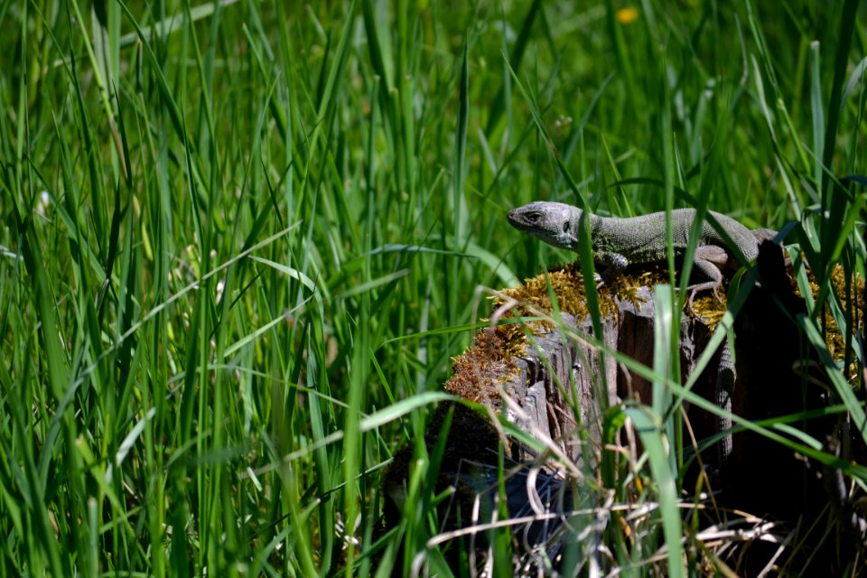 Lizard