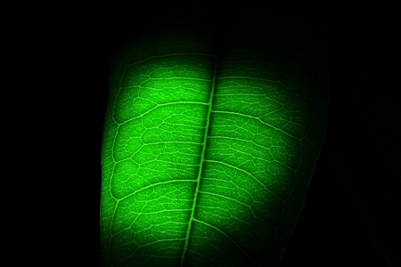 Houseplant green leaf leaf veins