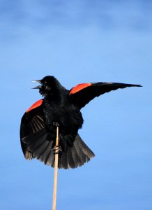 Red-winged Blackbird photo