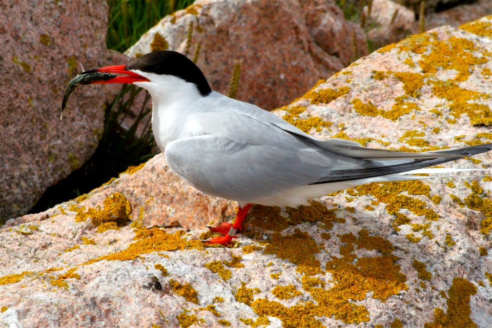 Common Tern With Fish