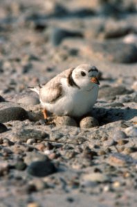 Piping Plover photo