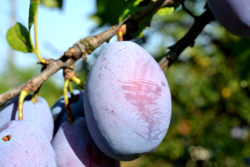 plums