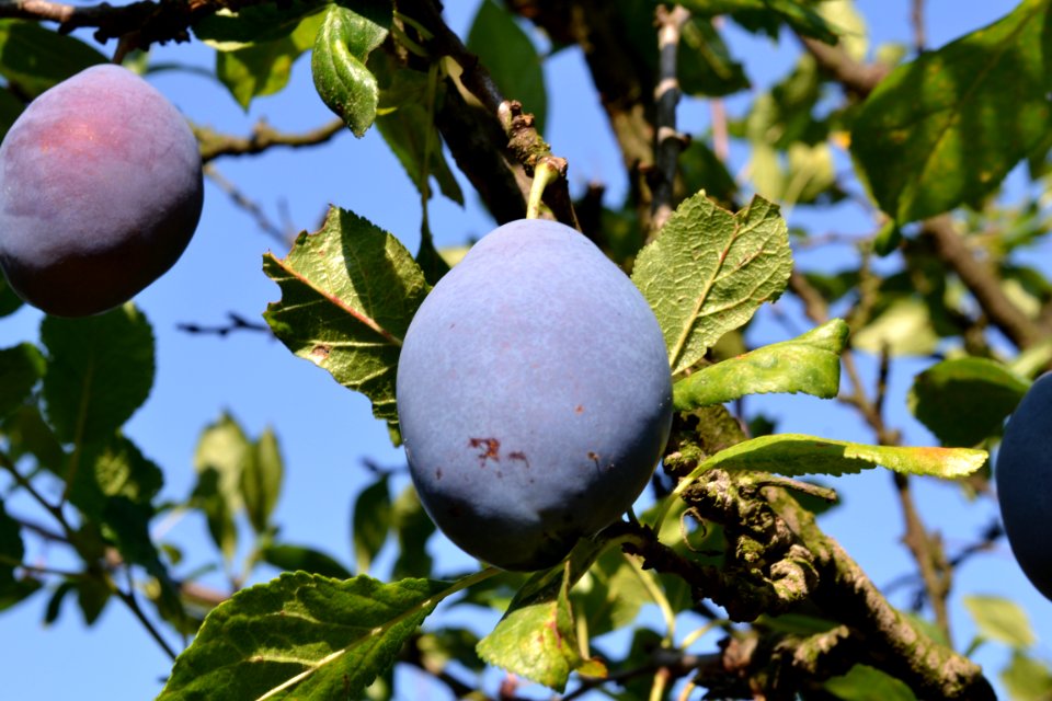 plums
