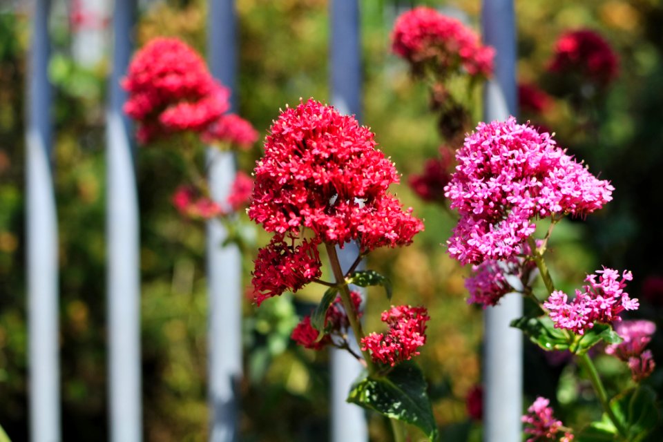 You can't expect flowers to stay behind bars - Ringsend, Dublin, Ireland