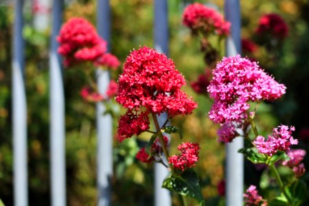 You can't expect flowers to stay behind bars - Ringsend, Dublin, Ireland
