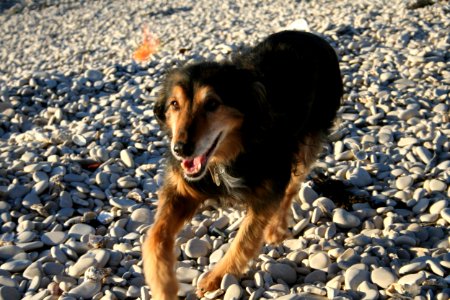 Chien !