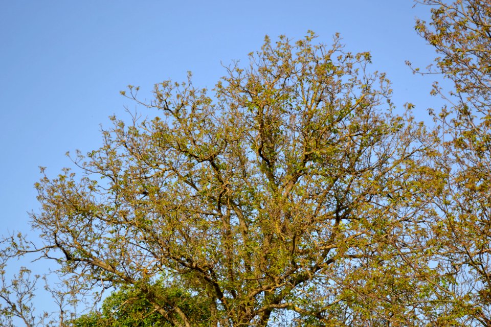 walnut tree