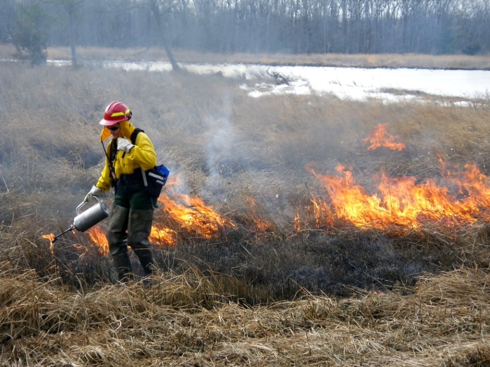 Fire biologist lights controlled burn