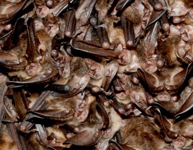 Healthy Virginia big-eared bats photo