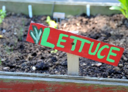 Gardening Blog Photo 2