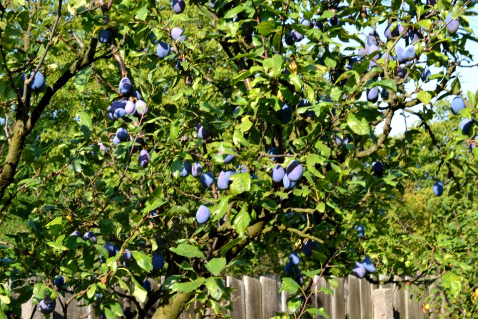 plums