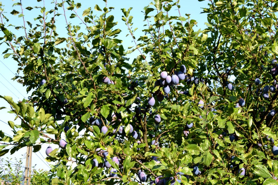 plums