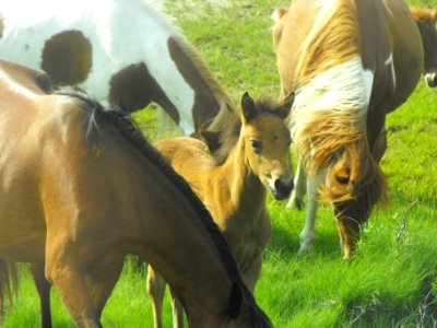 Chincoteague ponies photo