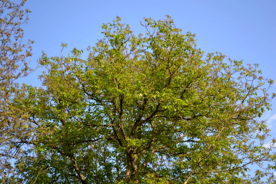 walnut tree