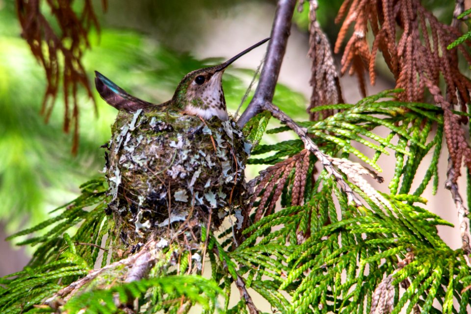 Rufous Hummingbird Female on Nest