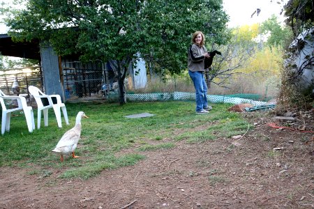 the walking ducks