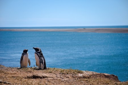 Penguins - Península Valdés - Argentina photo