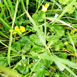 celandine