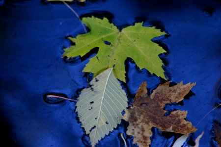 Silver maple leaves