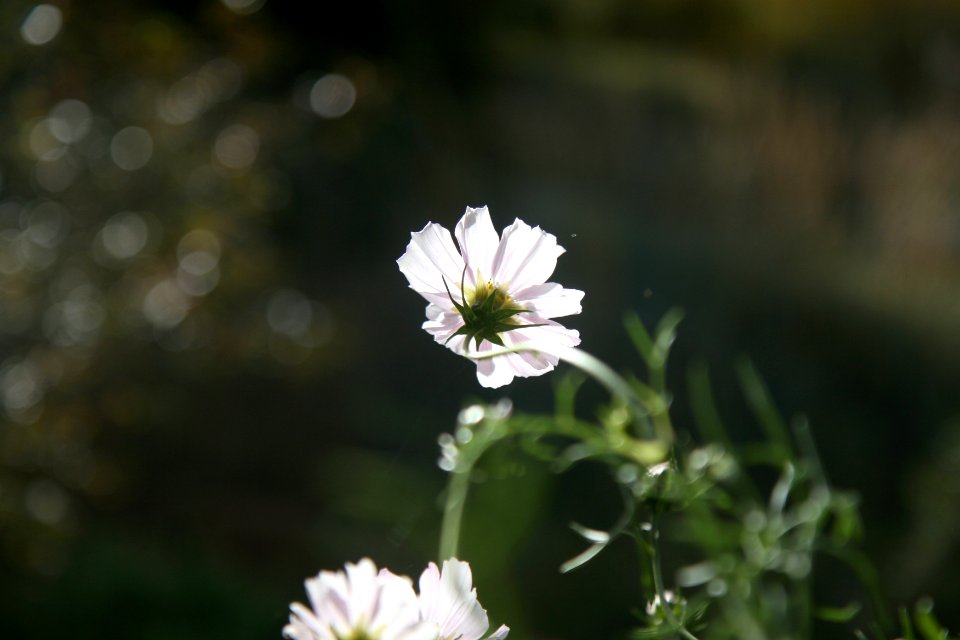 light and love